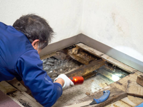 Best Office Mold Removal Services  in Jackson, GA