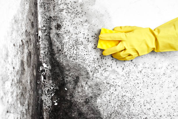 Best Residential Mold Removal  in Jackson, GA