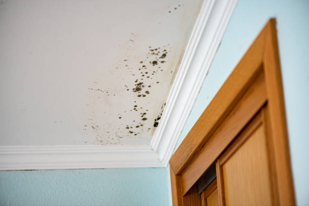 Best Attic Mold Removal  in Jackson, GA