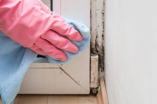 Crawl Space Mold Removal in Jackson, GA