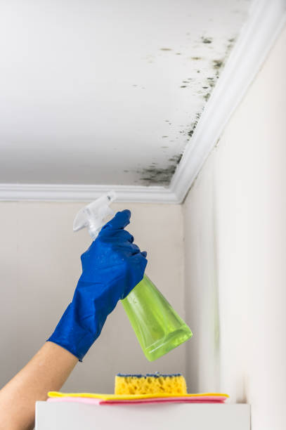 Attic Mold Removal in Jackson, GA
